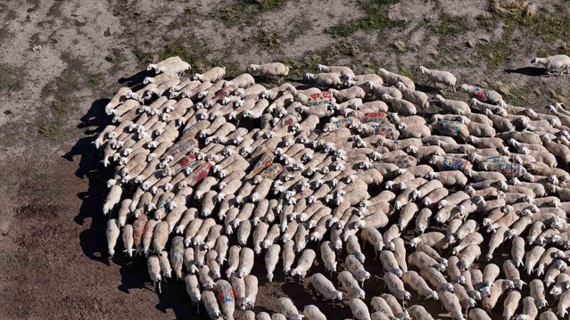 TİGEM Sivas Ulaş'ta koçları sürüye kattı, 2027 Mart'ta 9 bin 900 kuzu bekleniyor