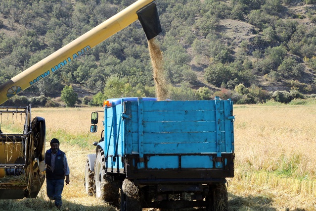 Çankırı'da ata tohumu sarıkılçık çeltiğinde hasat başladı, şeker oranı sıfır