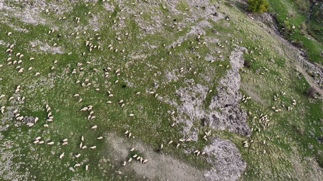 Tunceli'de küçükbaş üreticisi Kala, 1200 liralık yem fiyatı ve maliyetleri eleştirdi