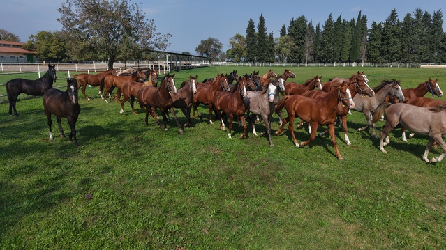 Bursa'da yetiştirilen Üstün Umut, satışta 12 milyon 50 bin lirayla zirveye ulaştı