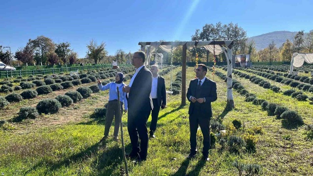 Samsun Kavak'ta kadın üreticinin lavanta bahçesine Tarım ve Orman Müdürü konuk oldu
