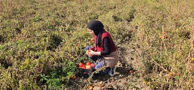 Muş Hasköy'de vatandaşlar bostanda topladıkları domatesin kilosuna 20 TL ödüyor