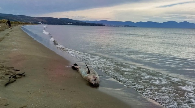 İzmir'de son bir haftada 3 ölü yunus sahile vurdu, EKODOSD trol ağlarına dikkat çekti