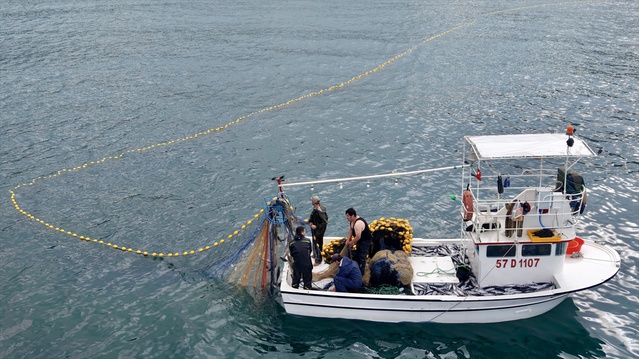 Sinop'ta palamut bolluğu fiyatları düşürdü, balıkçı ve vatandaş sevindi