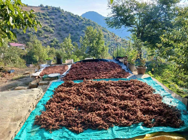 Kahramanmaraş Andırın'da sumak hasadına başlandı, İlyas Paksoy doğal haliyle sunuyor