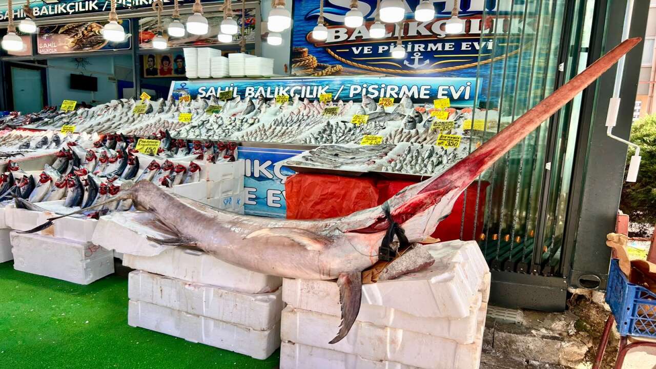 Ankara’da 2,5 metrelik kılıç balığı ilgi odağı oldu! Kilosu bin liradan satılacak