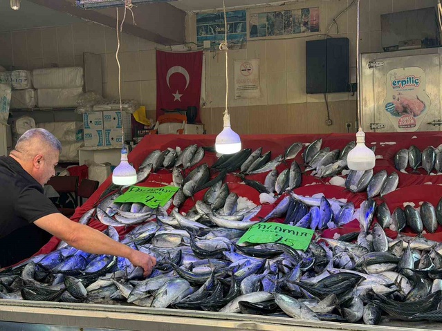 Sinop Türkeli'de palamut tezgahları doldu, fiyat 75 liraya kadar geriledi