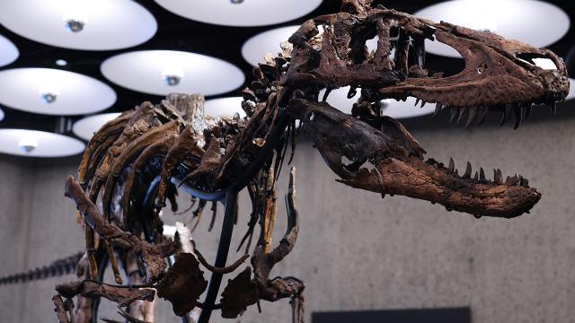 New York'taki müzayedede Nanotyrannus iskeleti 47,3 milyon dolara satıldı