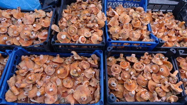 Uzman Kastamonu'da mantar zehirlenmelerine karşı uyardı, son hafta 40'tan fazla vaka var