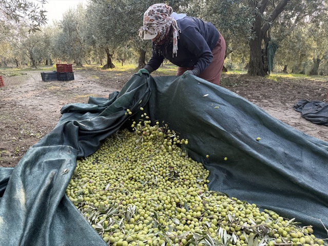 Akhisar'da zeytin rekoltesi geçen yıla göre 3 kat artınca ATSO prim desteği istedi