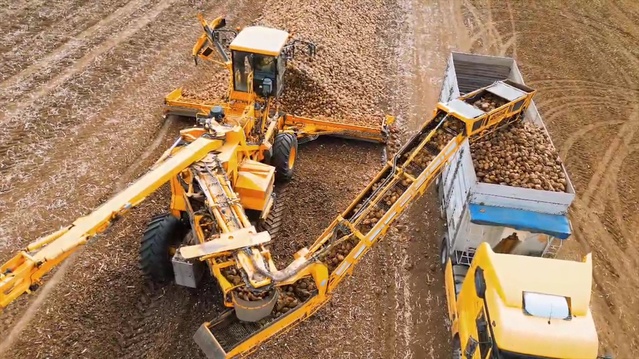 Tekirdağ Çorlu'da 120 dekarlık şeker pancarında dekara 10 ton verim elde edildi