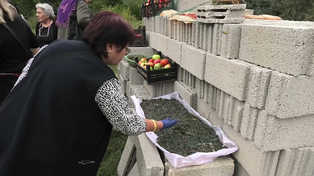 Yozgat'ta doğal menengiç popülasyonu kuraklık ve iklim değişikliğiyle tehdit ediliyor