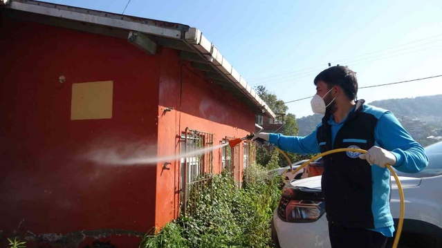 Trabzon'da kokarca popülasyonu 3 yılda 200 bin samuray arısıyla geriledi