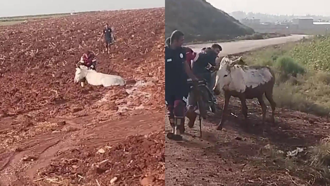 Çamura saplanan eşek itfaiye ekiplerince kurtarıldı