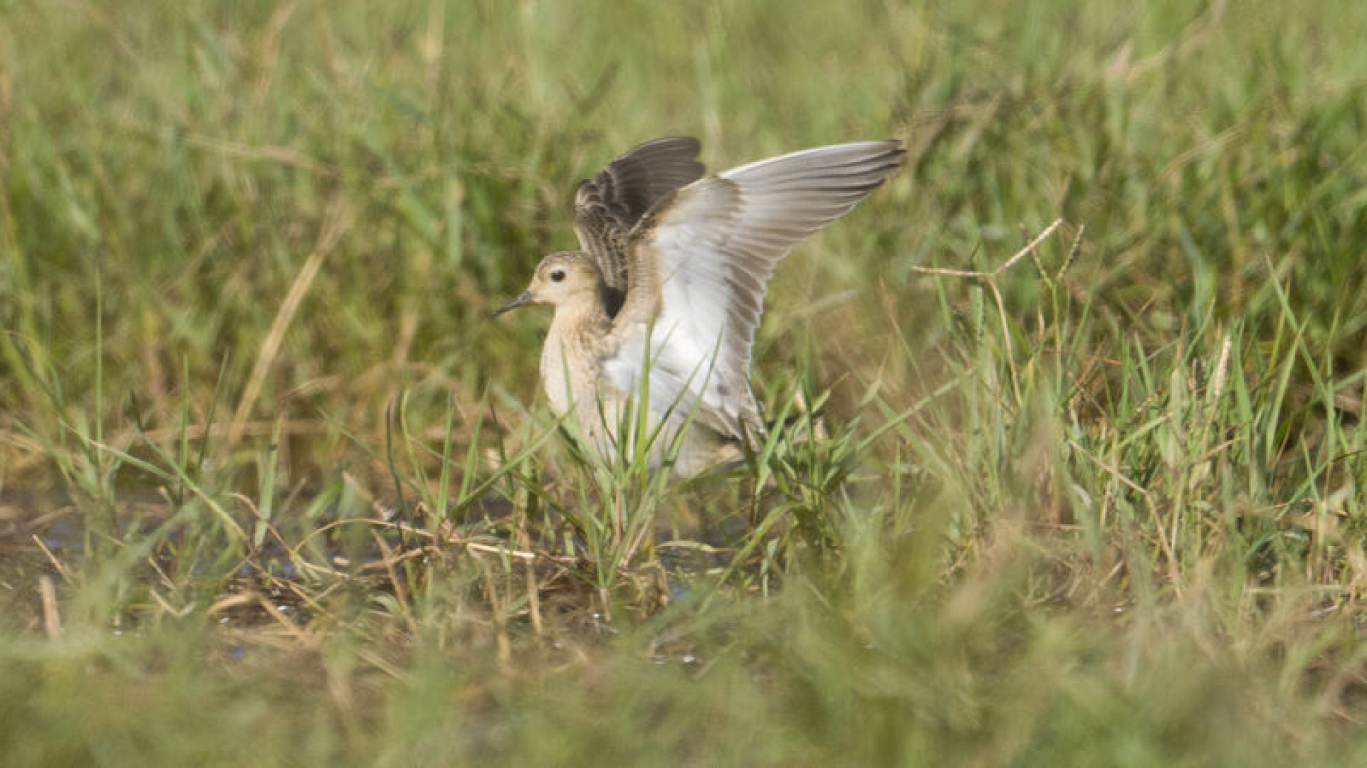 Türkiye'nin 506'ncı kuş türü kaydedildi