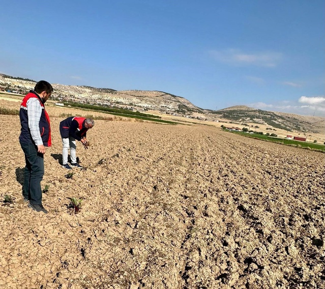 Bolvadin'de tarım arazileri 2026 uzaktan algılama verileriyle uyum için inceleniyor