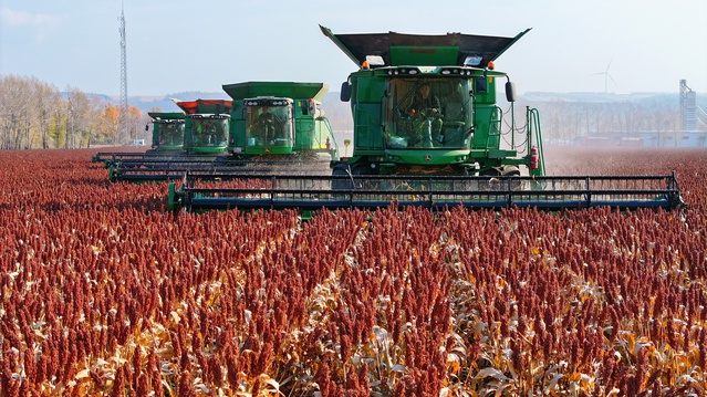 Tahıl ambarı Heilongjiang'da 11 Ekim itibarıyla 8,15 milyon hektarda hasat yapıldı
