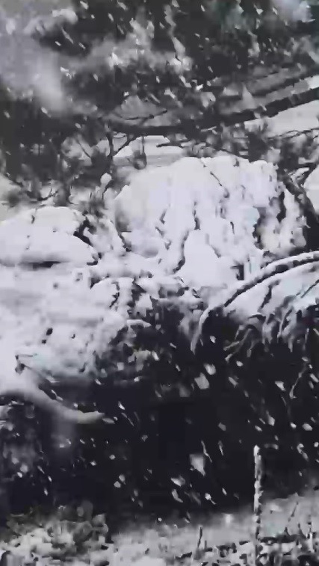 Muğla Kavaklıdere'de bin 800 metre rakımdaki yüksek kesimlere sezonun ilk karı yağdı