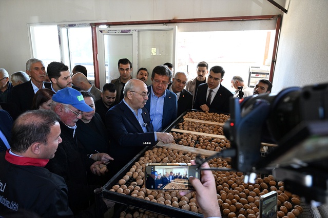 Denizli Valisi Köşger Çameli'de ceviz hasadına katıldı ve incelemelerde bulundu
