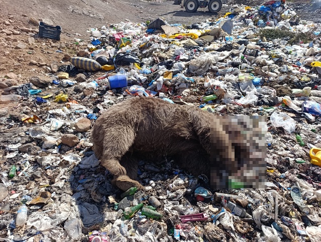 Kiğı'daki çöp sahasında 3 bozayı kurşunlanmış olarak bulundu: Dernekten araştırma çağrısı