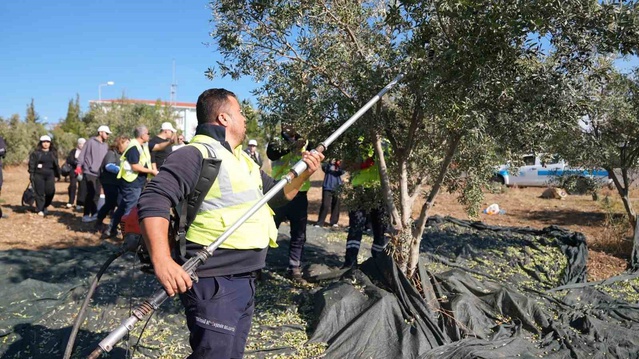 Şarköy'de üniversite öğrencileri zeytin hasadı eğitiminde bilgiyi sahada uyguladı