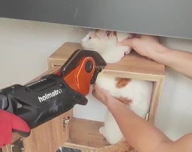 Malatya'da kedi posta kutusuna sıkıştı, itfaiye ekipleri kurtardı
