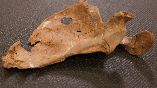 Kuzey Irak'ta 75 bin yıllık Neandertal kalıntısındaki delik şiddet kanıtı olabilir