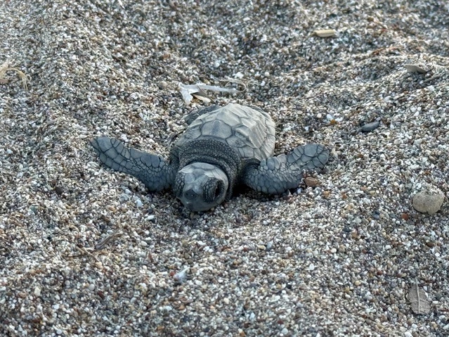 Antalya'da bu yıl 4 bin 400 yuvadan 200 bin caretta yavrusunun denize ulaştığı belirlendi