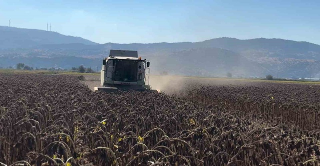 Aydın Koçarlı'da TAKE ile dağıtılan 3 bin 630 kg ayçiçeği tohumundan hasat yapıldı