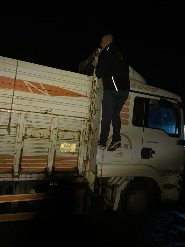 Sakarya Akyazı gişelerinde durdurulan kamyondaki 8 belgesiz büyükbaşa el konuldu