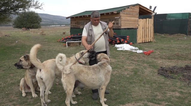 İtalyan ekip Eskişehir'de Türk çoban köpeklerinin kurtla mücadelesini 1 ay inceledi