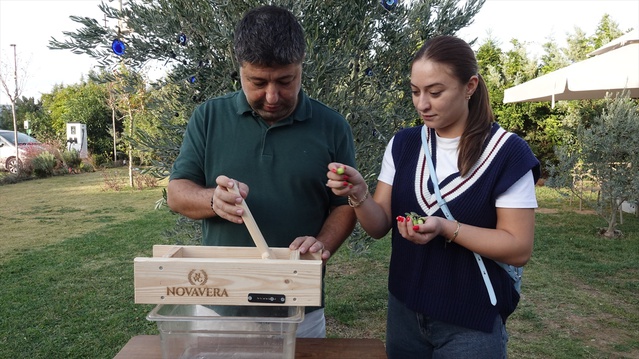 Edremit Körfezi'nde zeytin hasadı başladı, kırma zeytinin suyu 2 günde bir değişiyor