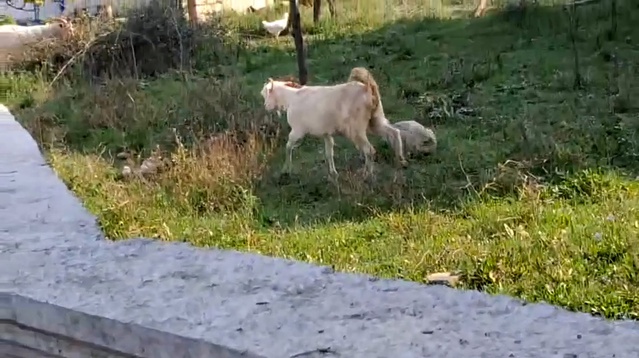 Sapanca'da çatıya çıkan keçi itfaiye merdiveniyle aşağı indirildi