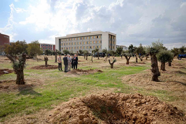 ADÜ, Nysa Antik Kenti'ndeki tarihi zeytin ağaçlarını Merkez Kampüs'e taşıdı
