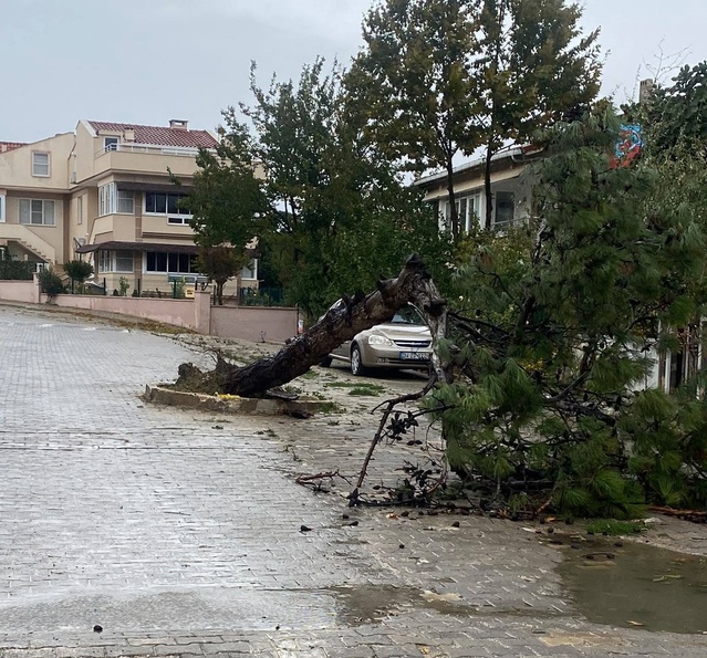 Edirne Keşan'da fırtına çam ağacını yola devirdi, sahil işletmeleri de etkilendi