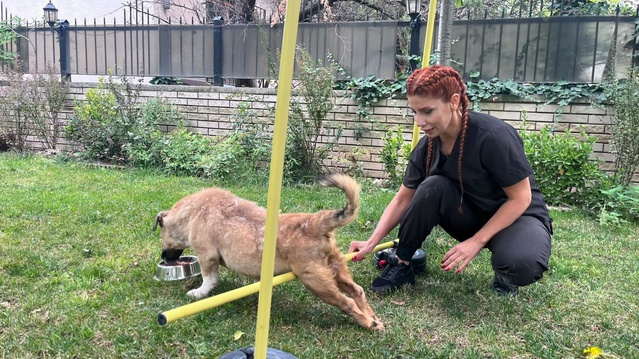 Ankara'da veteriner teknikeri Yağmur Denli, engelli Kurabiye ve Ateş için savaşıyor