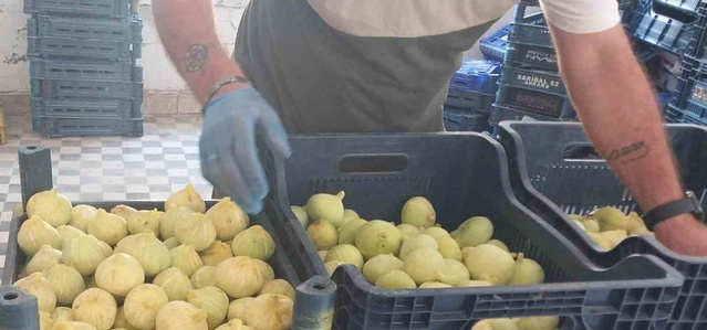 Mersin Mut'ta incir hasadı 200 liradan 80 liraya geriledi, üretici sevindi