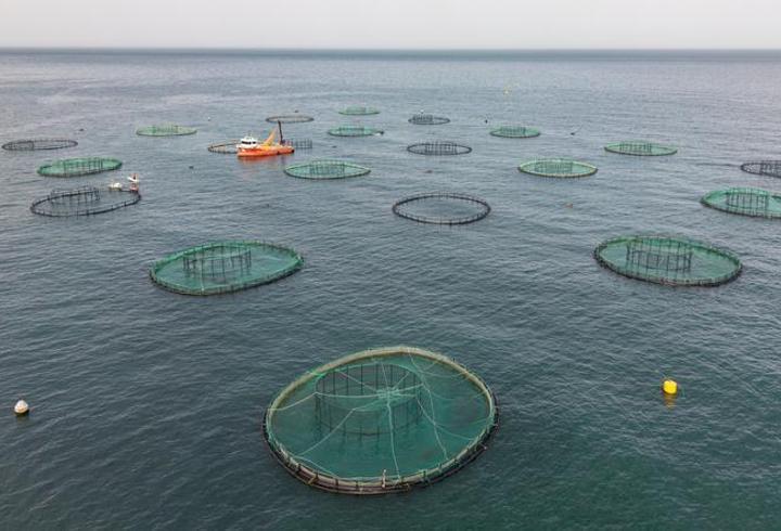 Karadeniz'in su ürünleri ihracatı 322 milyon doları aştı