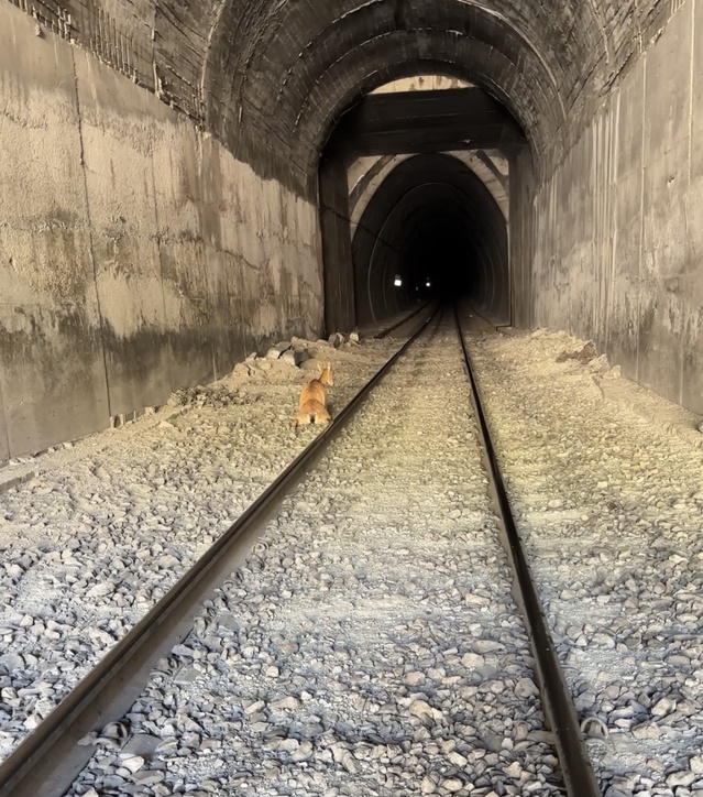 Elazığ Palu'da tünele giren dağ keçilerine tren çarptı, bir keçi telef oldu