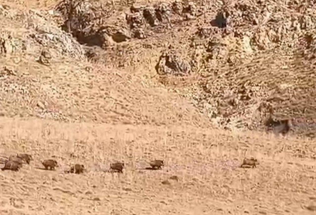 Van Özalp'te yaban domuzu sürüsü, mahalle yakınında koyun otlatanları şaşırttı