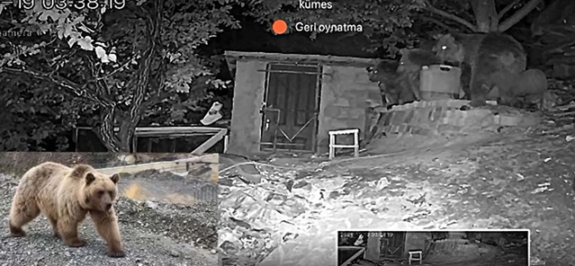 Erzincan Üzümlü'de bağ evinin bahçesine gece giren 3 ayı kameraya yakalandı