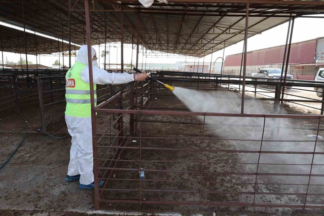 HBB, Hatay'da şap hastalığına karşı karasinek mücadelesini il genelinde sürdürüyor
