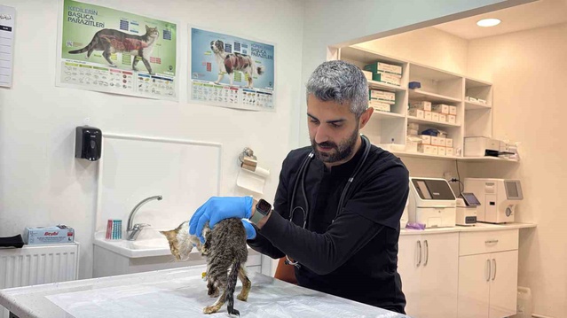 Tokat'ta norovirüs salgınında kedi ve köpeklerde de benzer belirtiler görüldü