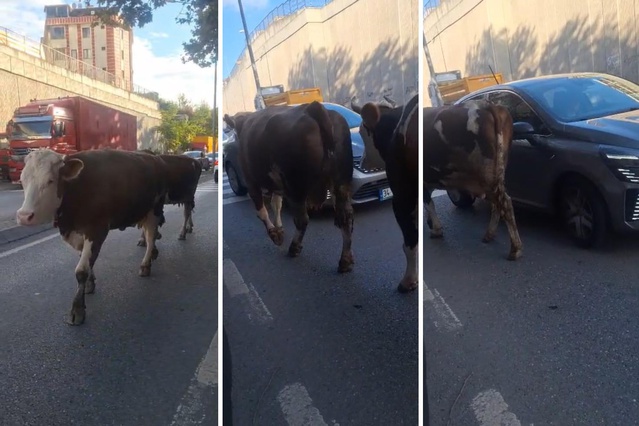 Burası Hindistan değil İstanbul'un en lüks ilçelerinden biri! Trafikte böyle görüntülendiler