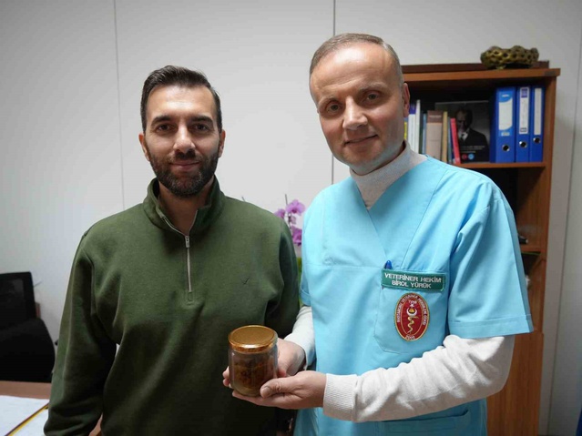 Armut yutan gebe inek ölümün eşiğine geldi, veteriner ahırda ameliyat etti