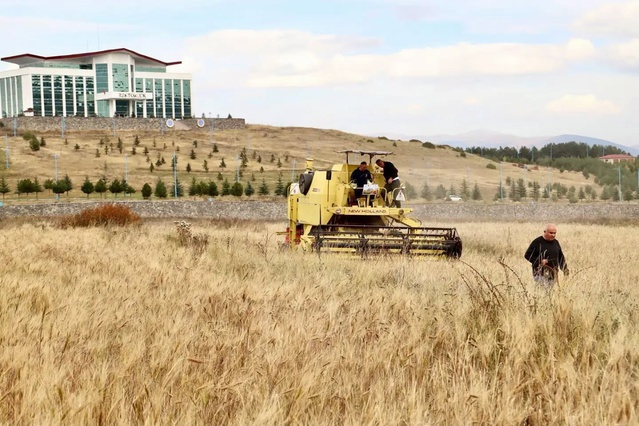 Ardahan'da üniversite yerleşkesinde kavılca hasadı sona erdi, ata tohumu korunuyor