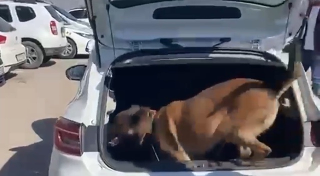 Karabük'te narkotik köpeği Dora'nın katıldığı operasyonda 3 şüpheli tutuklandı