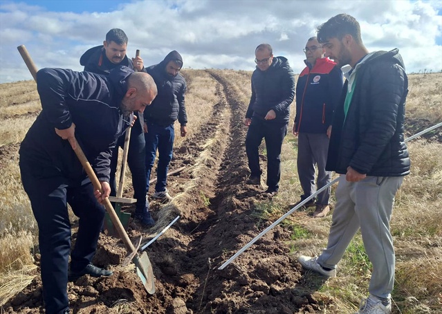 Kırıkkale Keskin'de 150 dönümlük merada 25 bin tuz çalısı fidanı toprakla buluştu