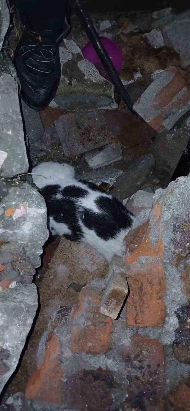 Zonguldak'ta 6 gün sonra enkazda sıkışan kediyi itfaiye yaralı olarak kurtardı