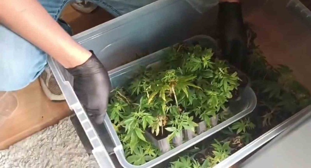 Adana'da jandarma operasyonunda 138 kök skunk bulundu, 1 şüpheli gözaltına alındı